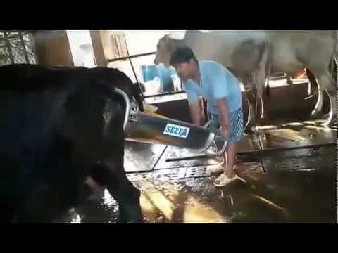Sezer İnek Doğum Arabası