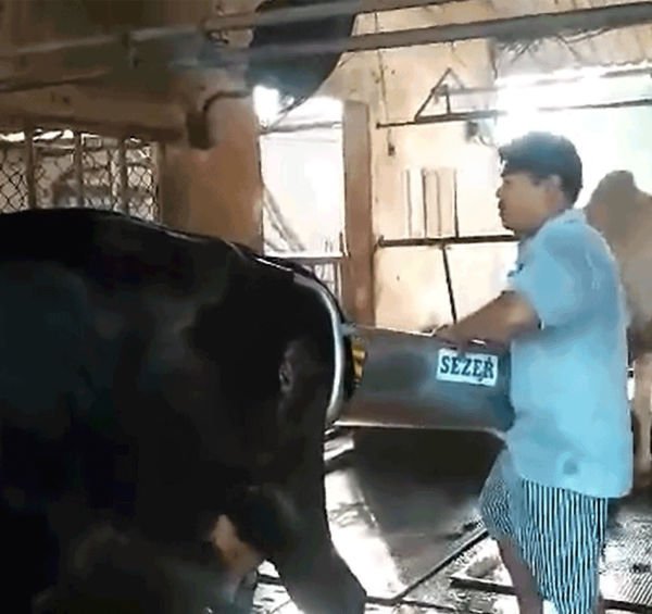 Sezer İnek Doğum Arabası