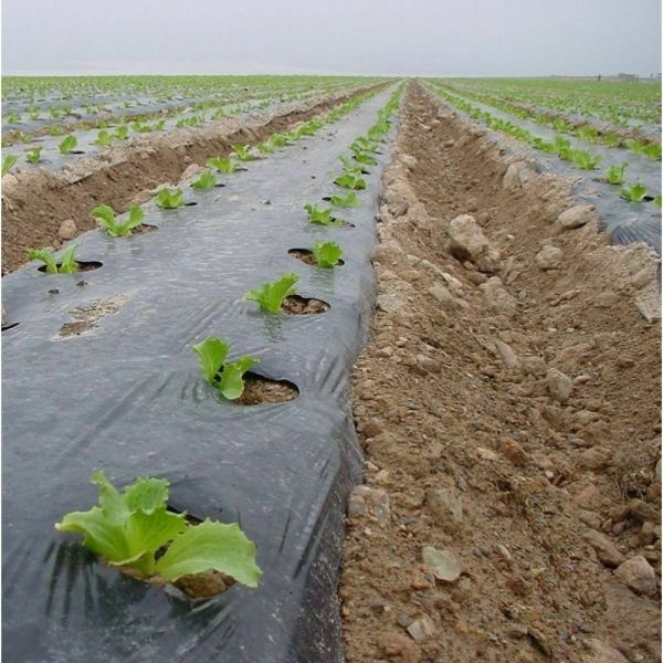 Malç Naylonu Sebze İstanbul Sera 500 Metre 15 Mikron En 120 cm Eko Delikli