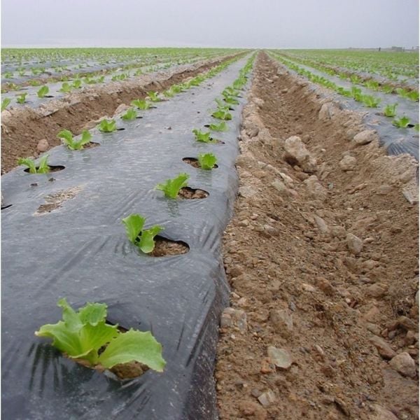 Malç Naylonu Sebze İstanbul Sera 500 Metre 15 Mikron En 80 cm Eko Delikli