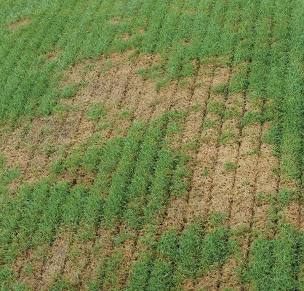 Agrinova JU 949 Benzinli Çekilir Çim Havalandırma Makinesi