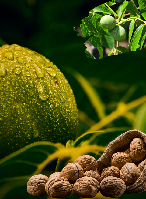 Rema RM500 Ceviz Soyma Makinesi