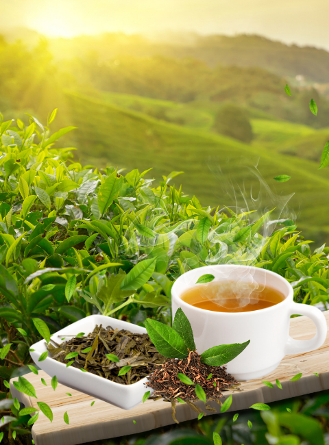 İthal ITH35C Akülü Çay toplama Makinesi